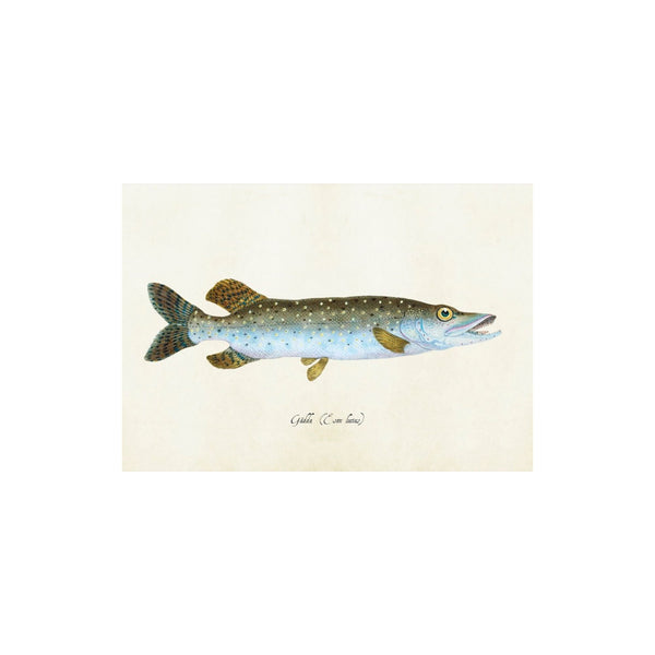 Pike- Poster 50 x 35 cm