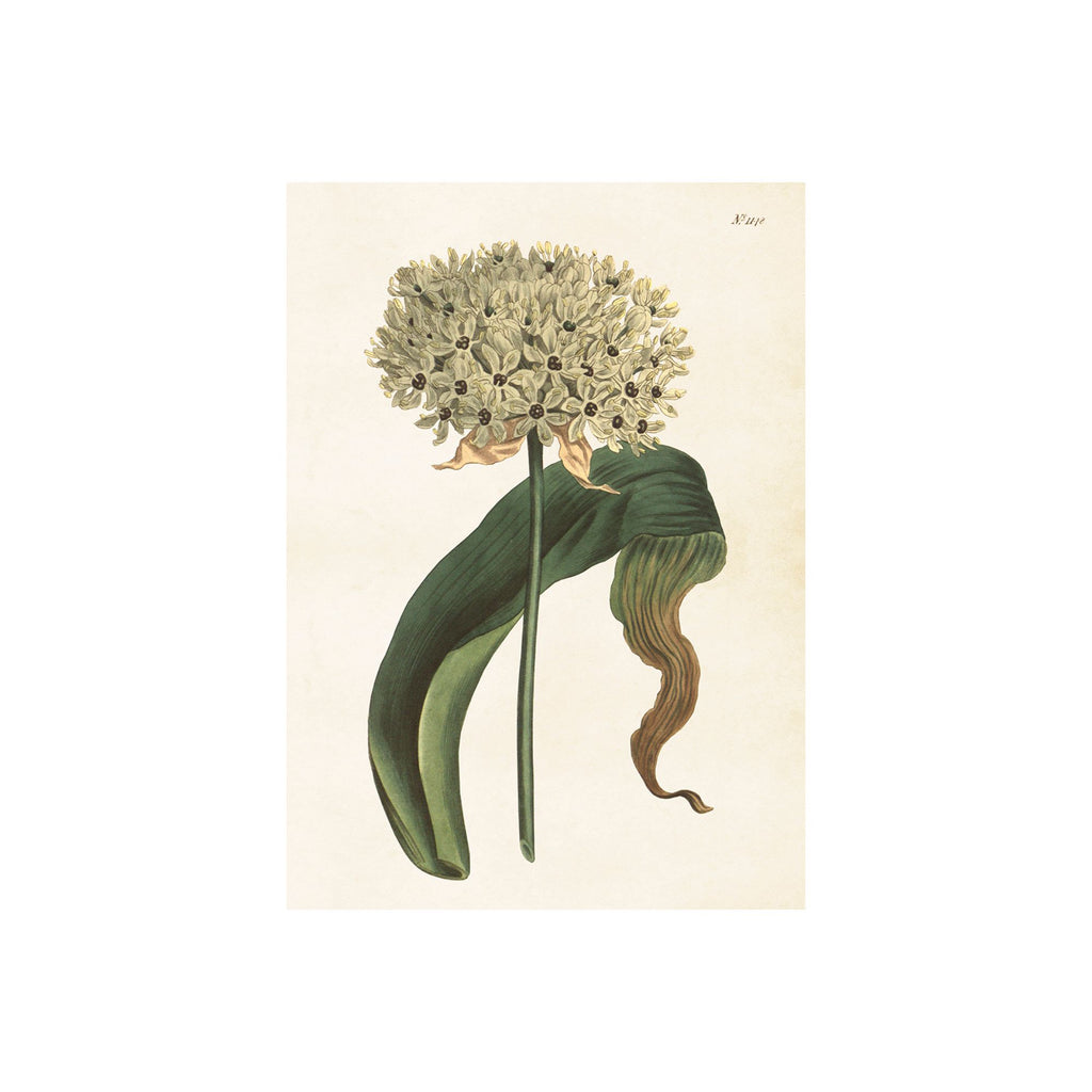 Allium- Poster 70 x 50 cm