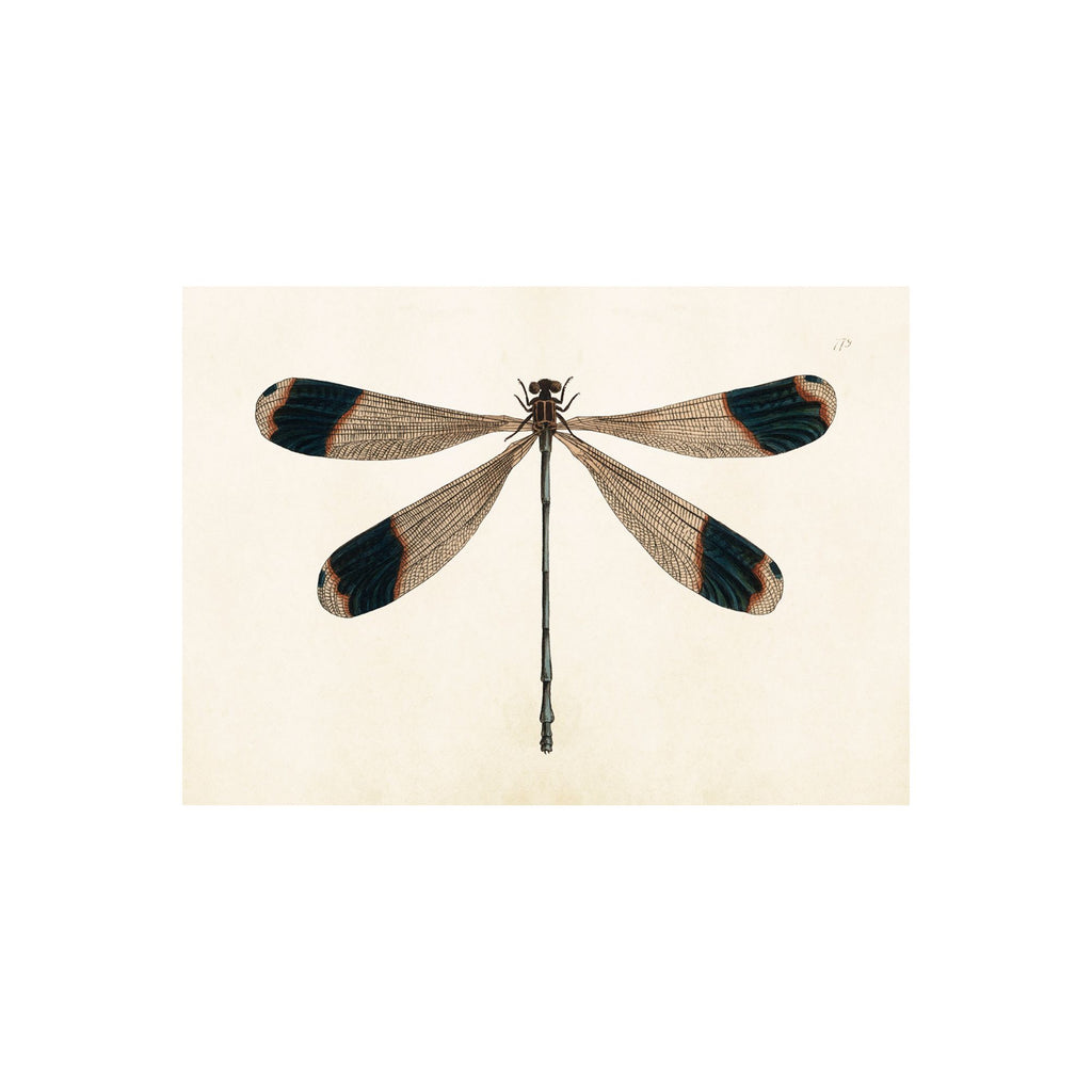 Dragonfly- Poster 70 x 50 cm