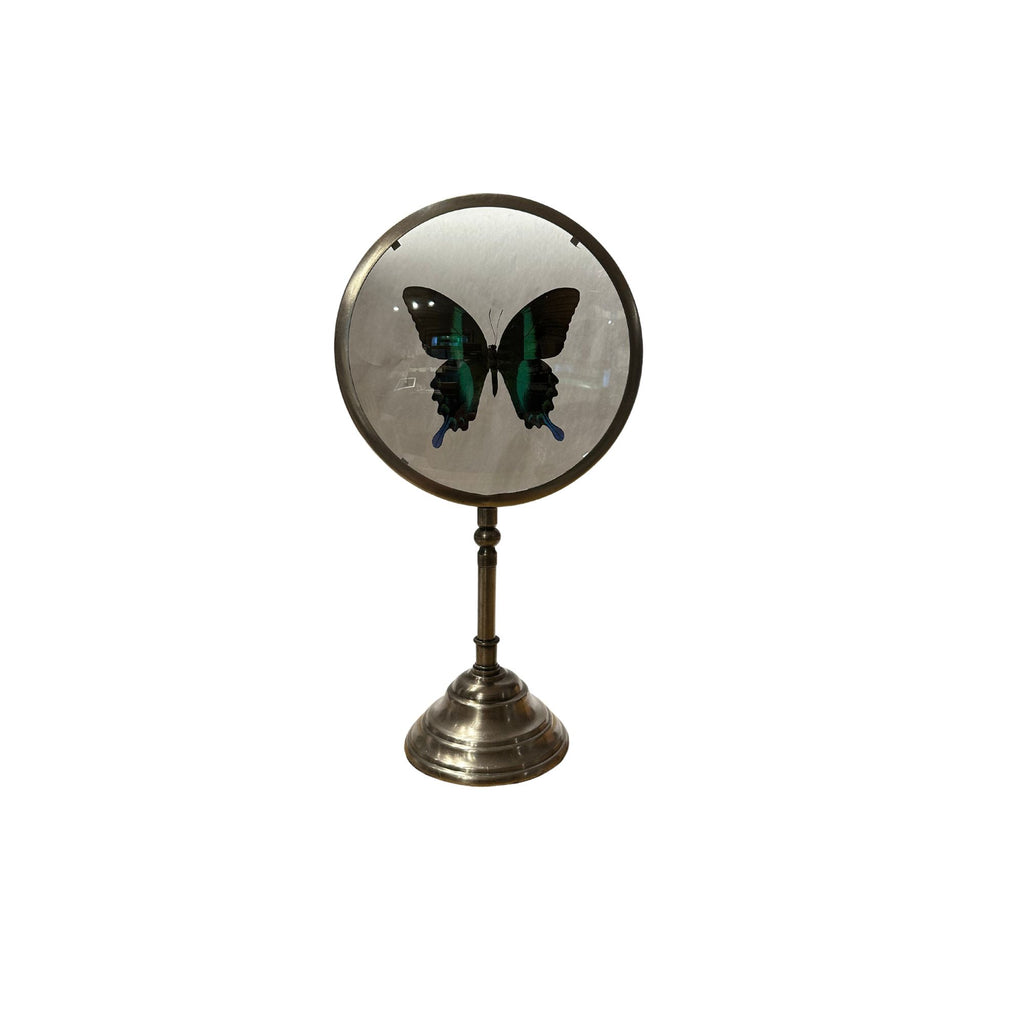 Naturalist Butterfly Frame - Round