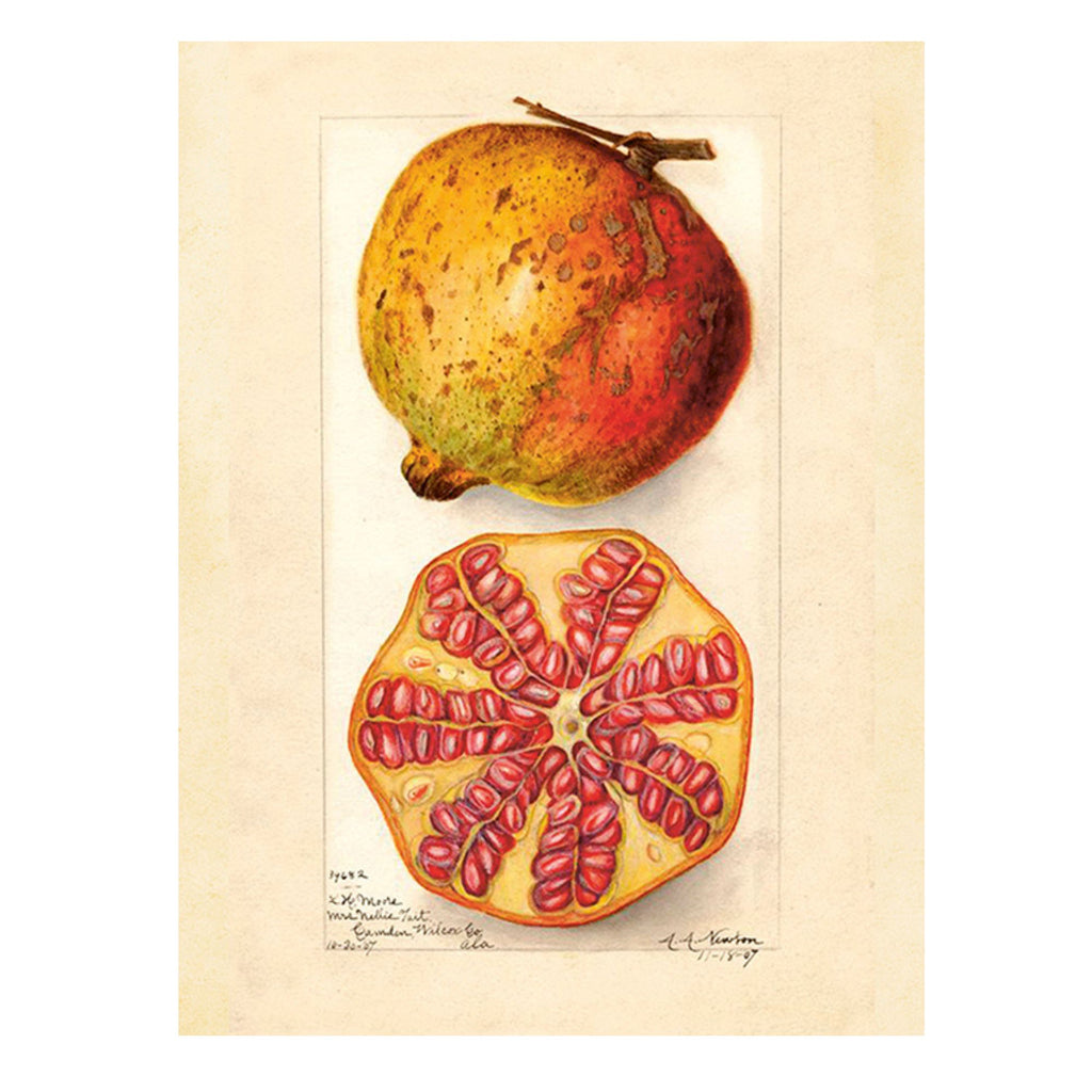 Pomegranate - Poster 18 x 24 cm