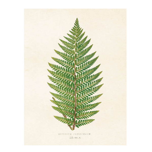 Ferns - Poster 18 x 24 cm