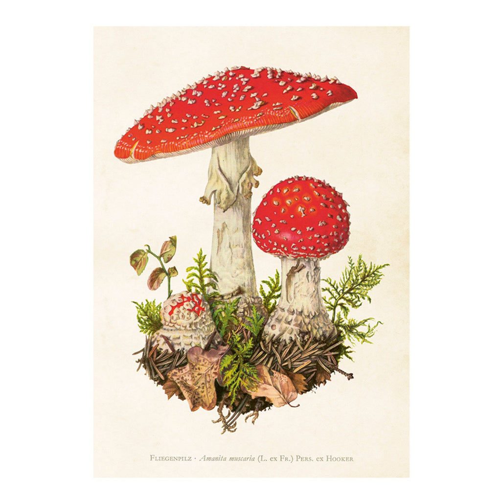 Fly Agaric Red Mushroom - Poster 50 x 35 cm