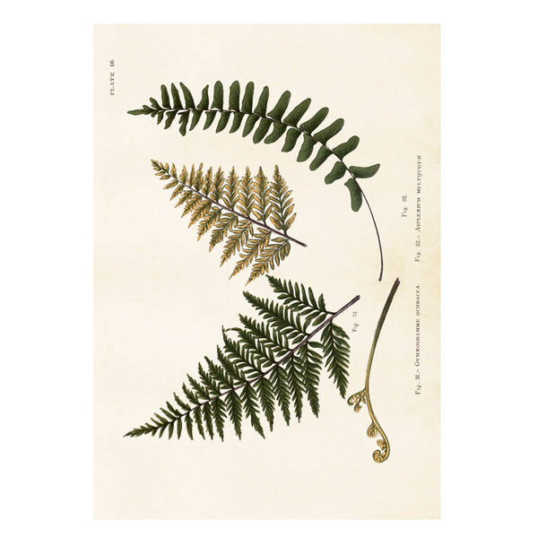 Ferns - Poster 50 x 35 cm