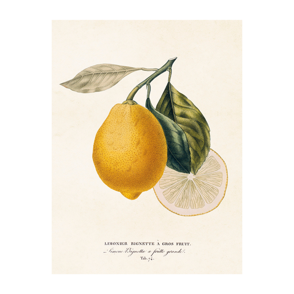 Lemon- Poster 18 x 24 cm