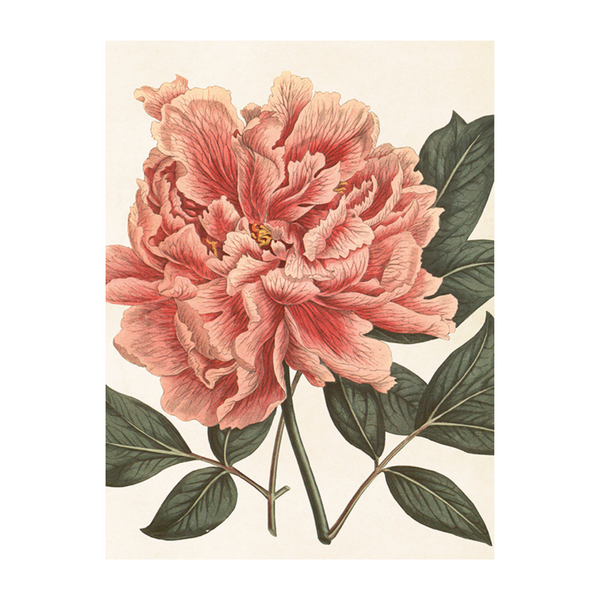 Peony- Poster 18 x 24 cm