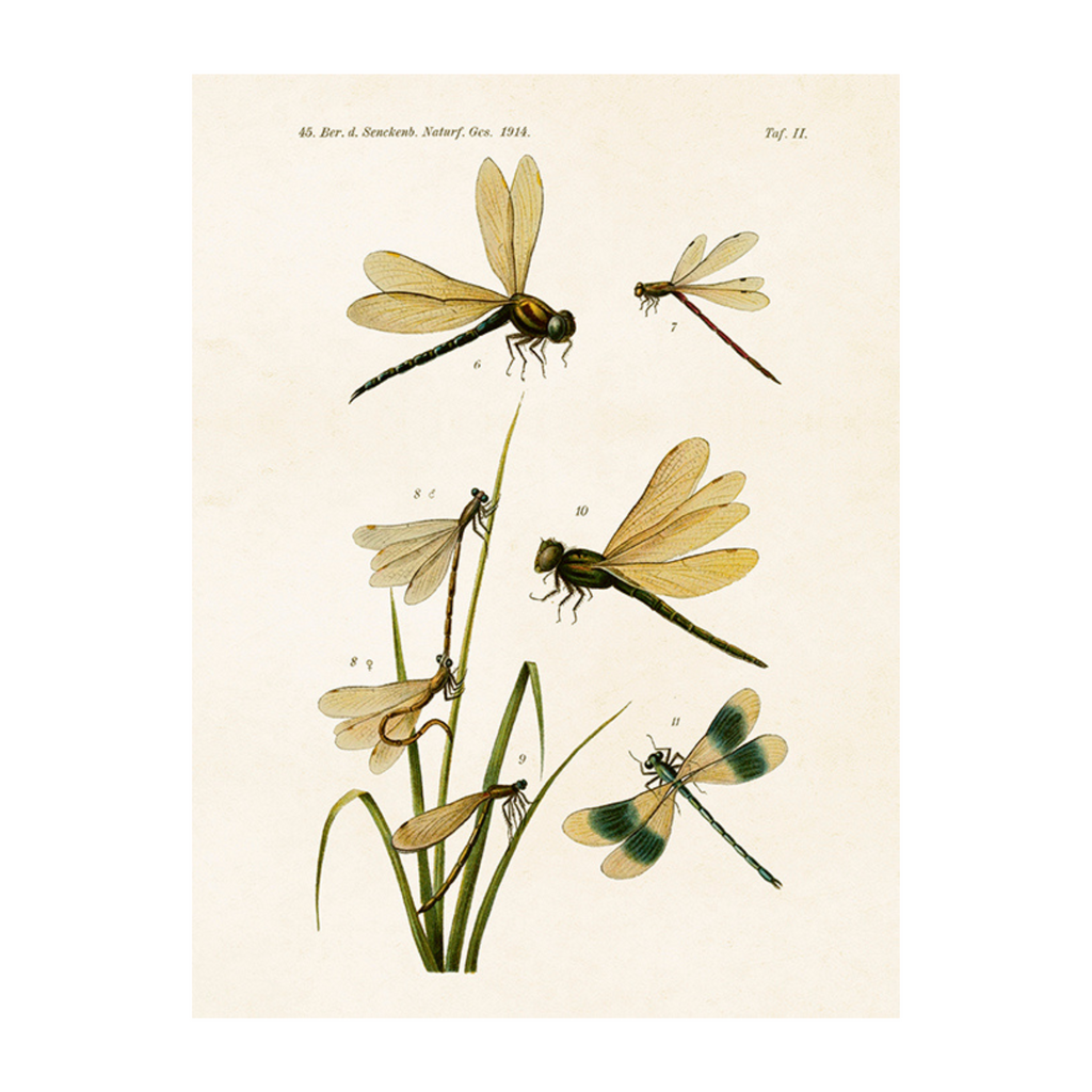 Dragonflies- Poster 18 x 24 cm