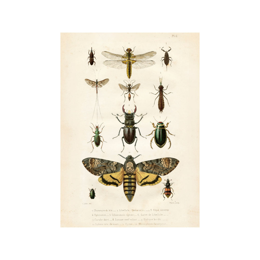 Insects- Poster 70 x 50 cm