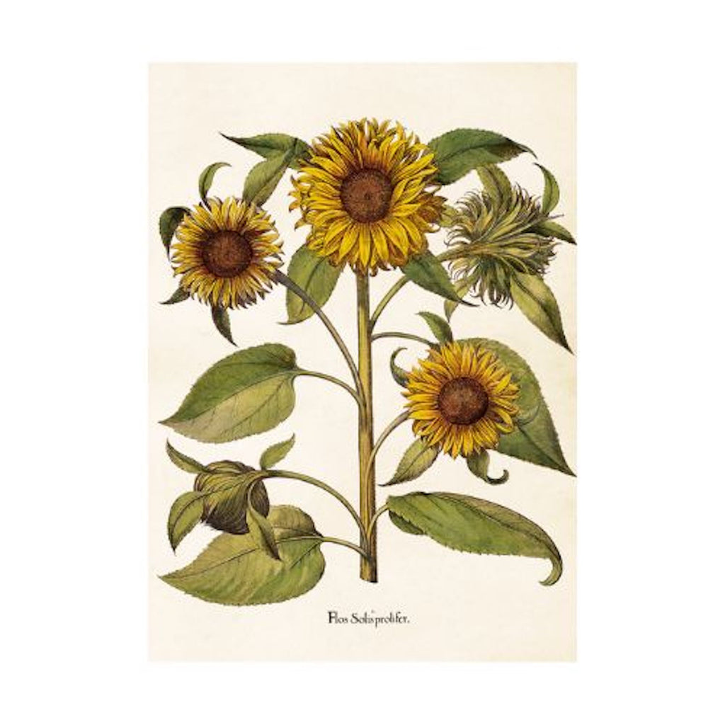 Sunflower  - Poster 50 x 70 cm