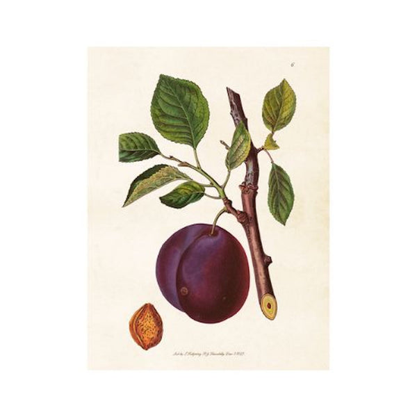 Plum- Poster 18 x 24 cm